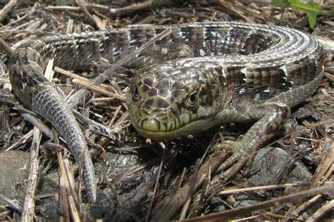 are alligator lizards poisonous|southern alligator lizard predators.